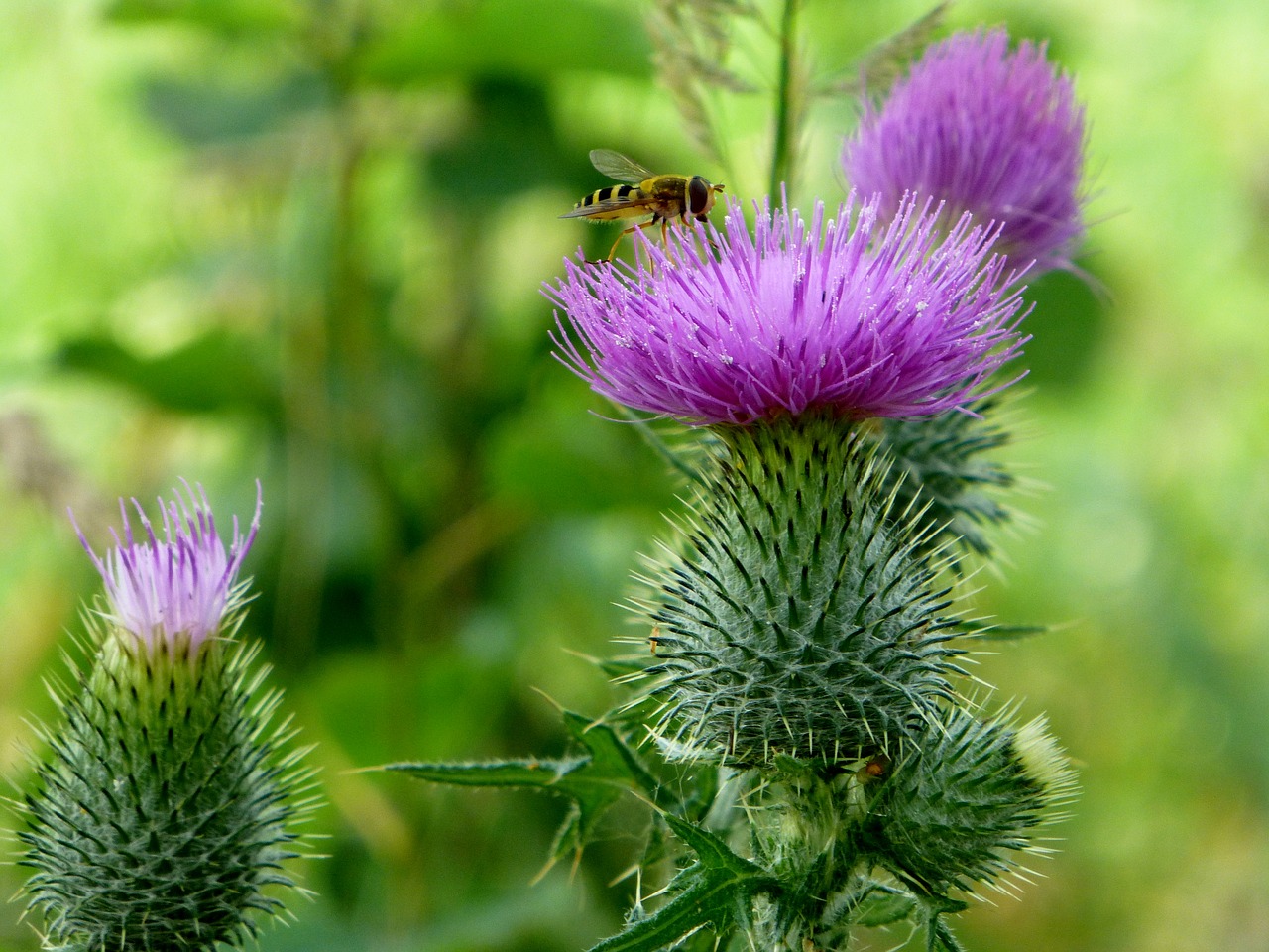 flower thistle bee free photo