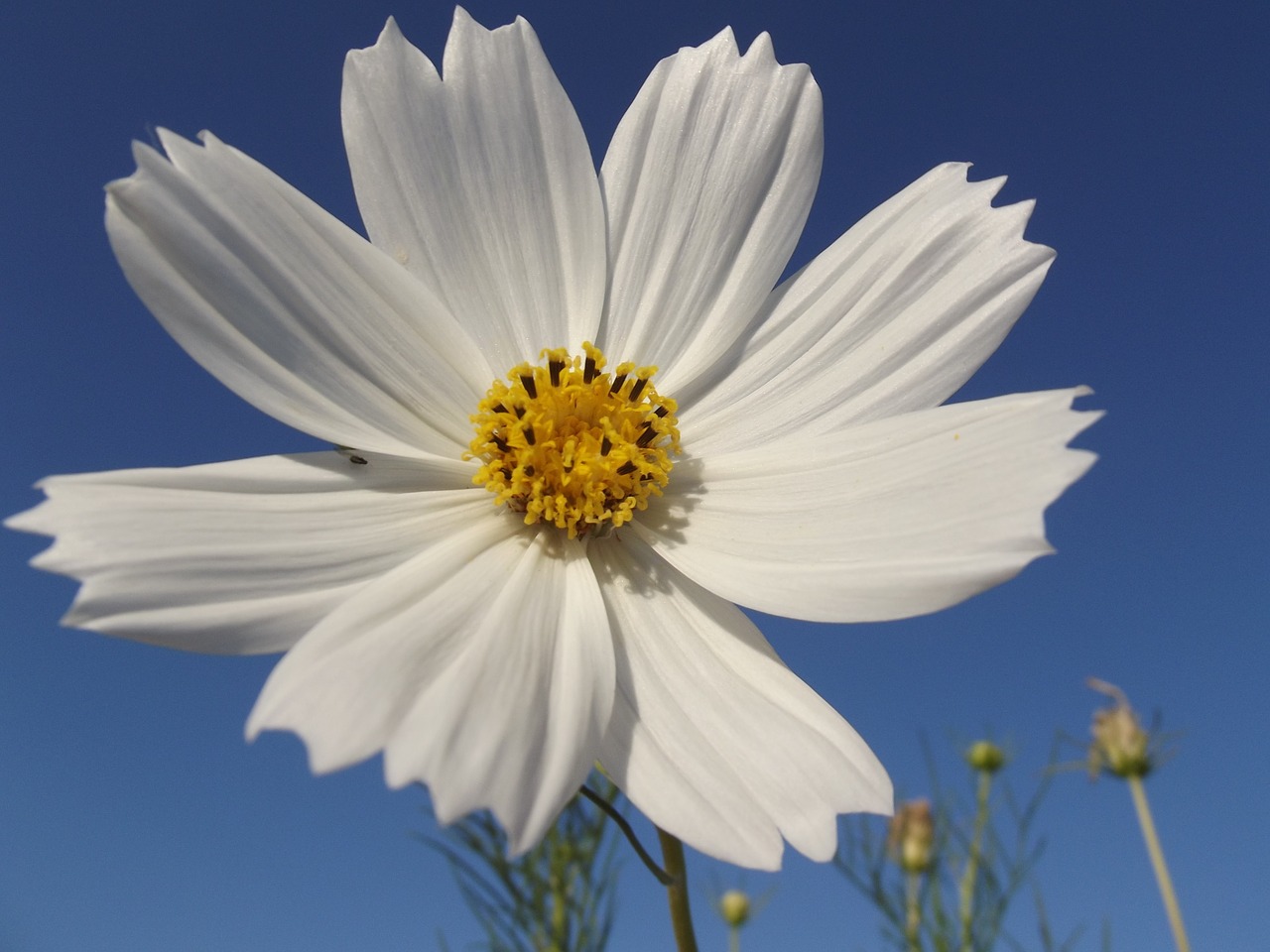 flower cosmos spring free photo