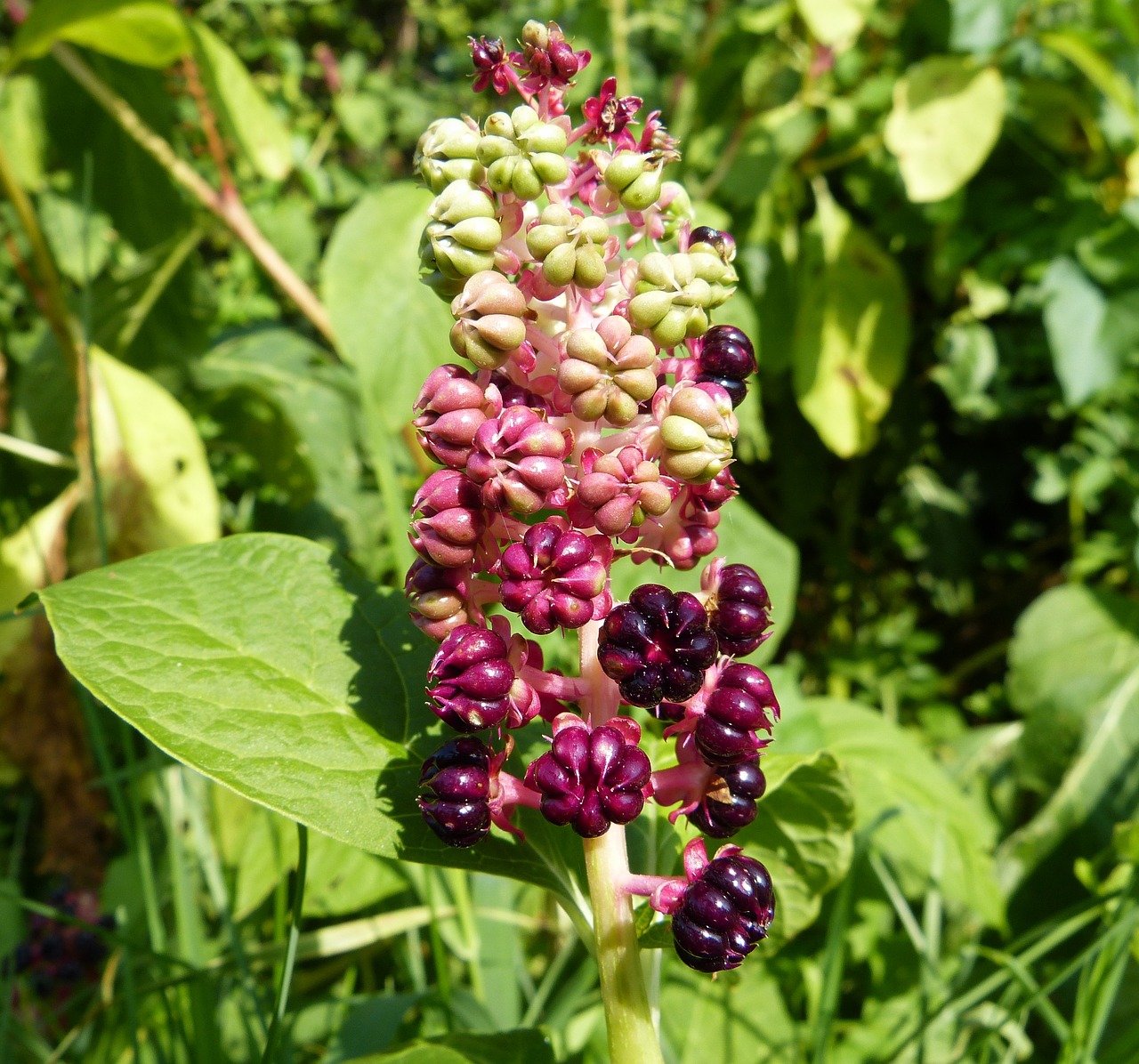 pokeweed macro fruit free photo