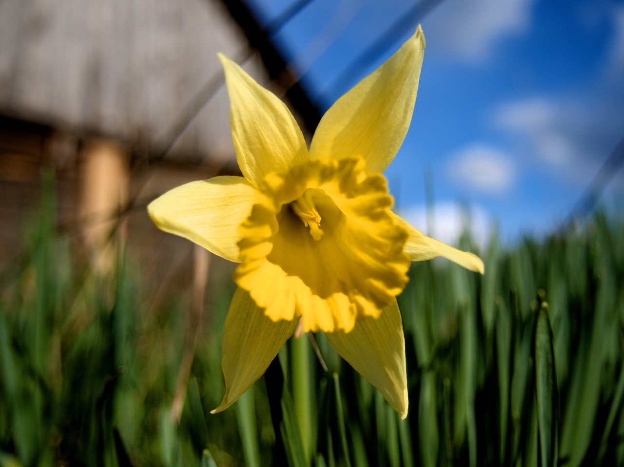 narcissus yellow flower free photo