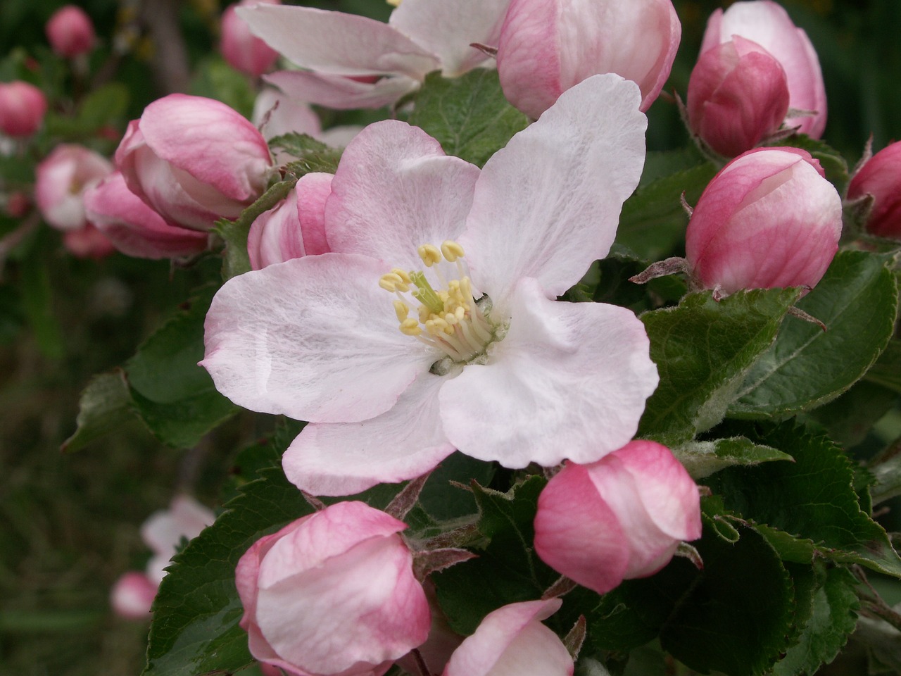 flower apple spring free photo