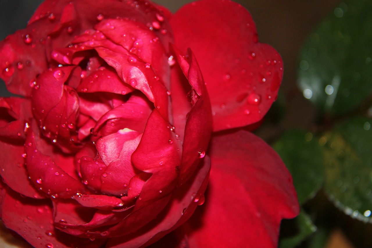 flower red roses drop free photo