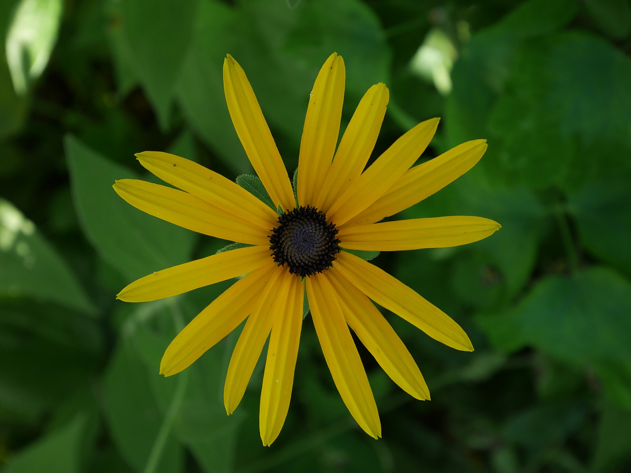 flower yellow green free photo