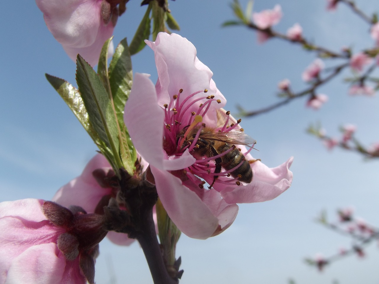 flower peach blossom bee free photo