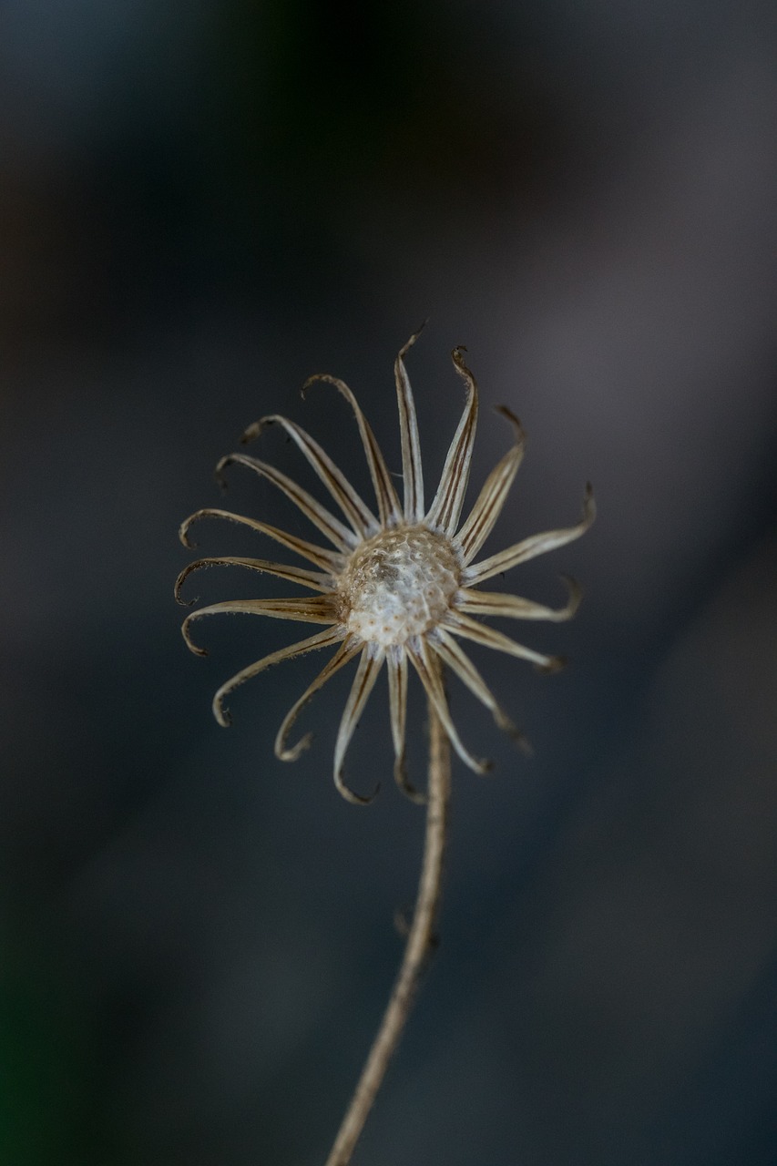 flower autumn dead free photo