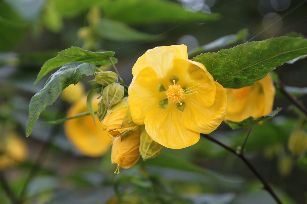 flower yellow yellow flower free photo