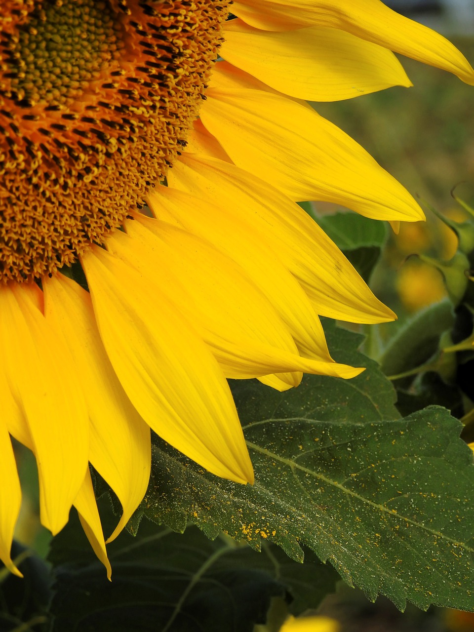 flower sun flower yellow free photo