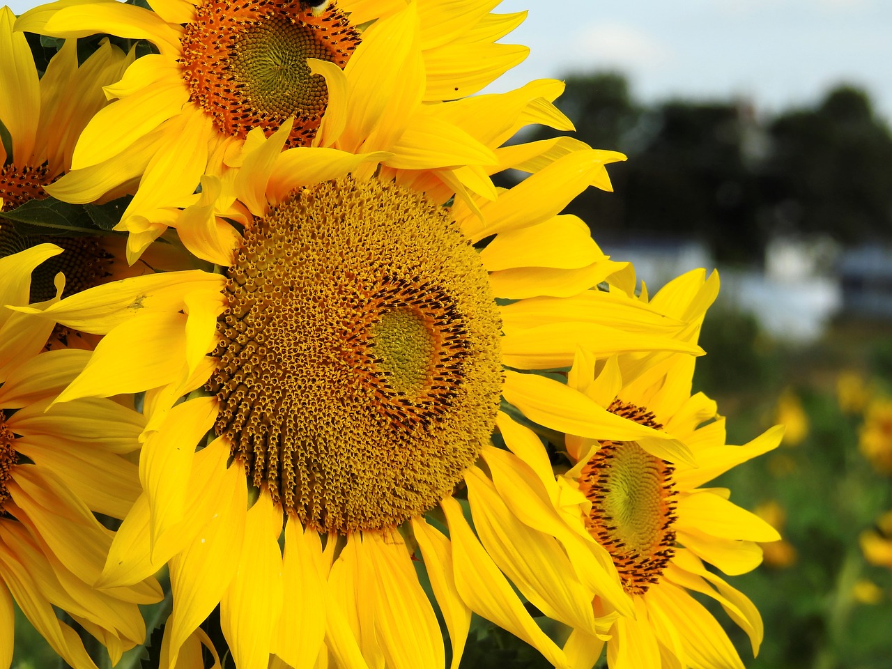 flower sun flower yellow free photo