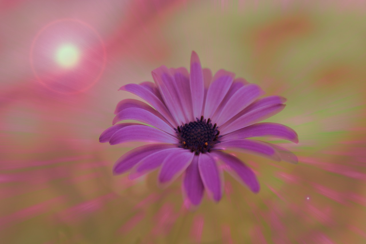 flower daisy colors free photo