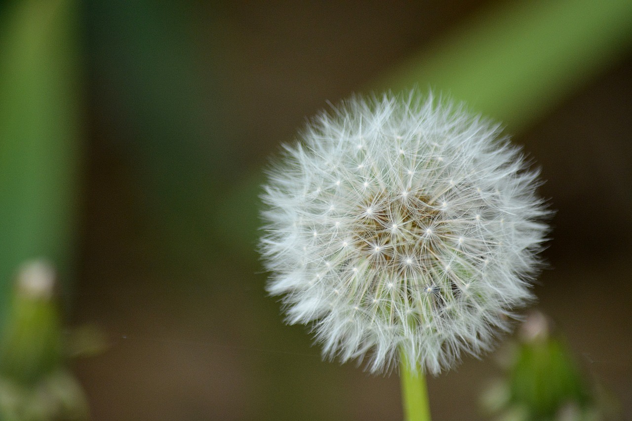 flower dandelion nature free photo