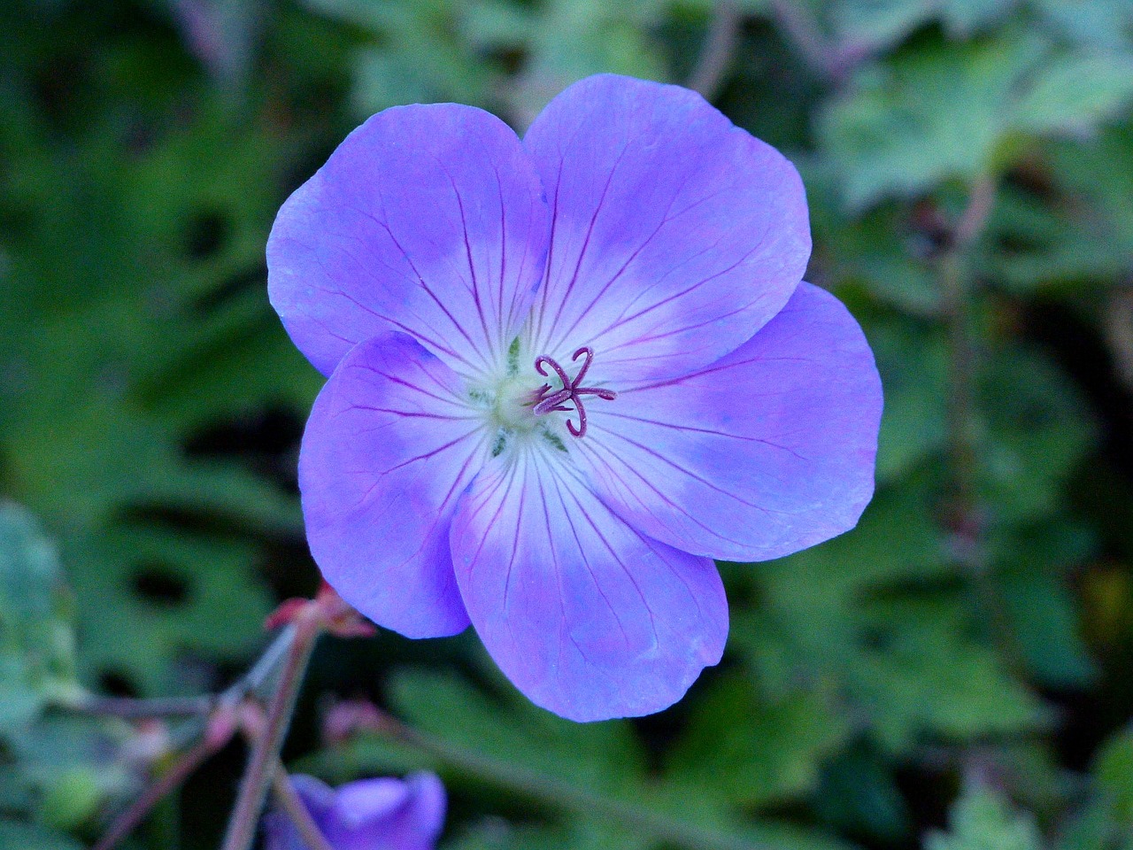 flower blue green free photo