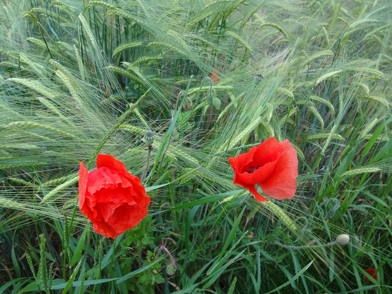 poppies flower grain free photo