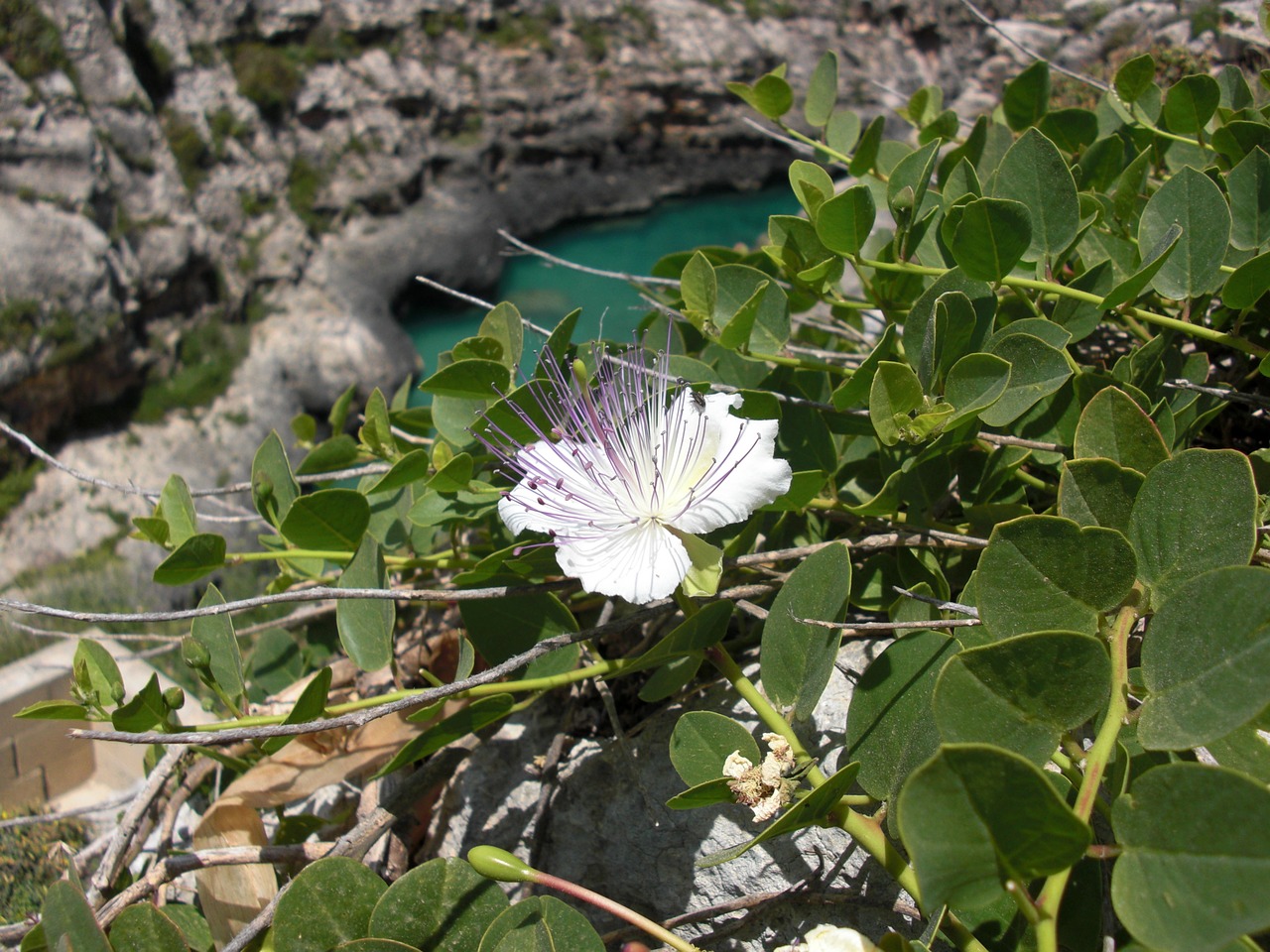 flower leaf plants free photo