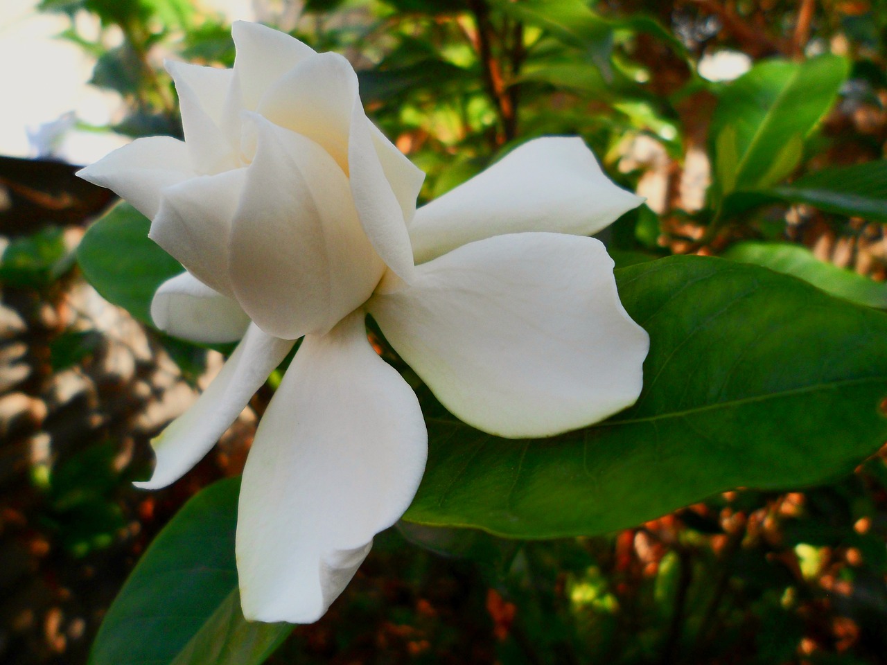 flower spring jasmine free photo