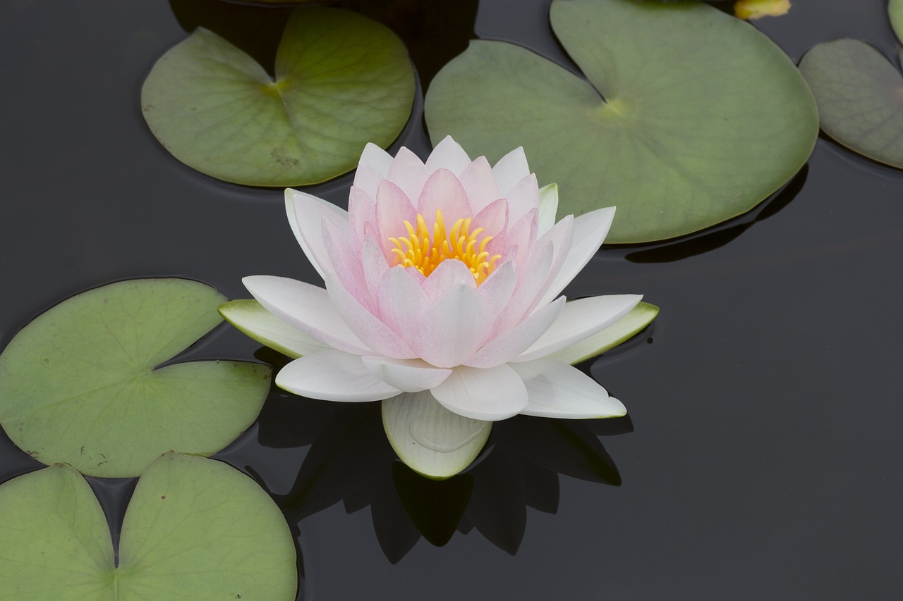 flower lily pond free photo