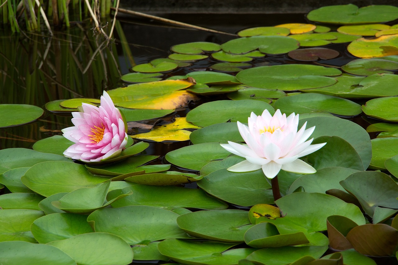 flower lily pond free photo