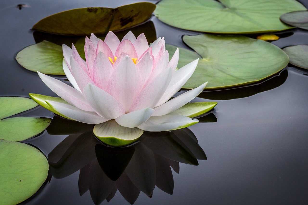 flower lily pond free photo