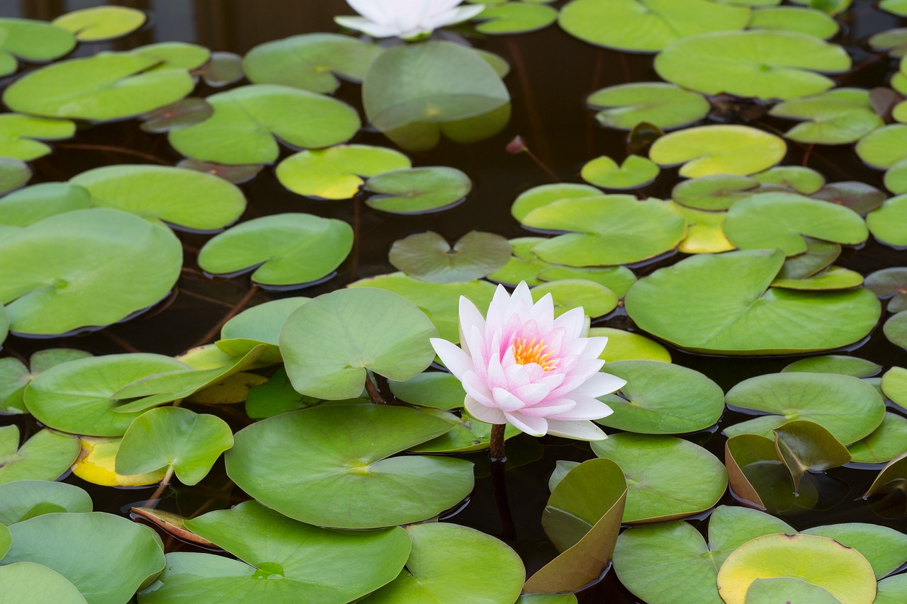 flower lily pond free photo