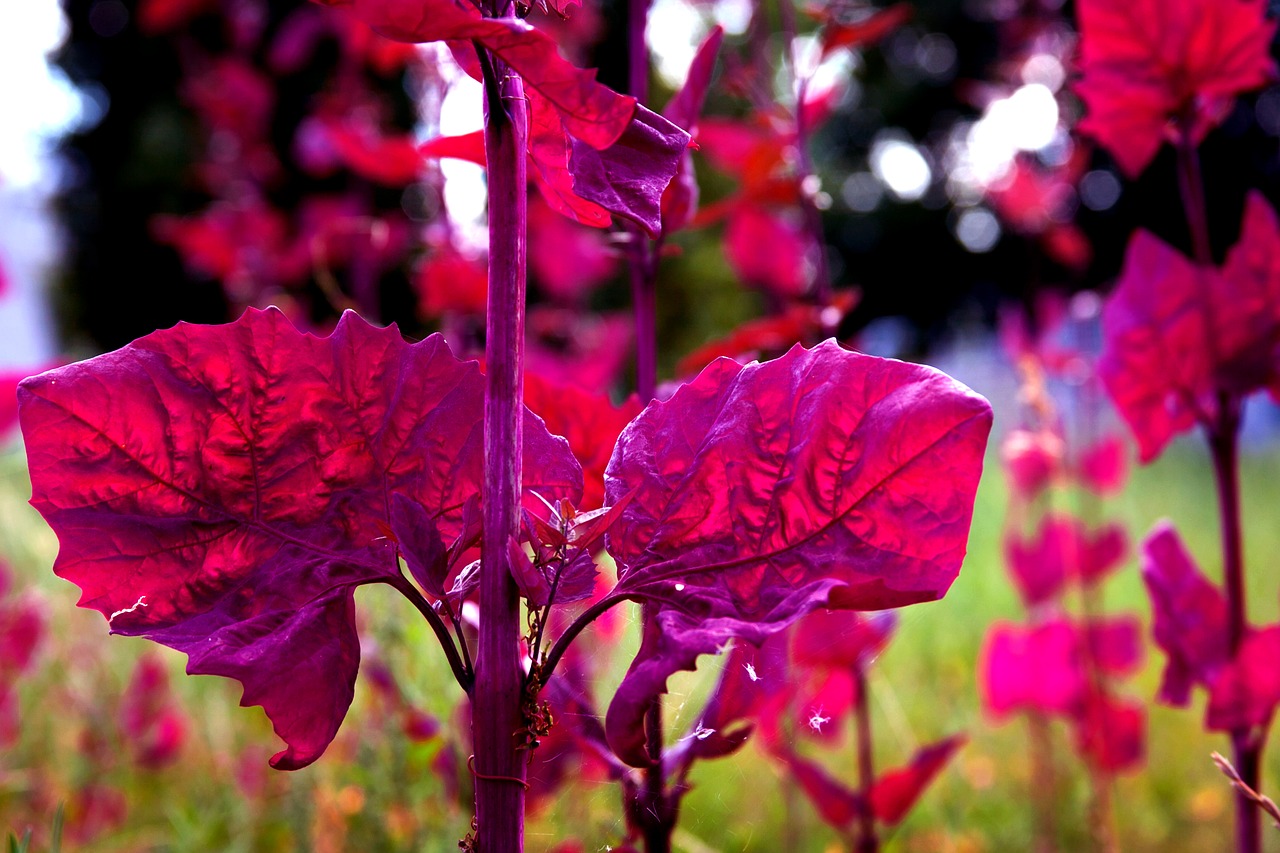 flower blossom bloom free photo