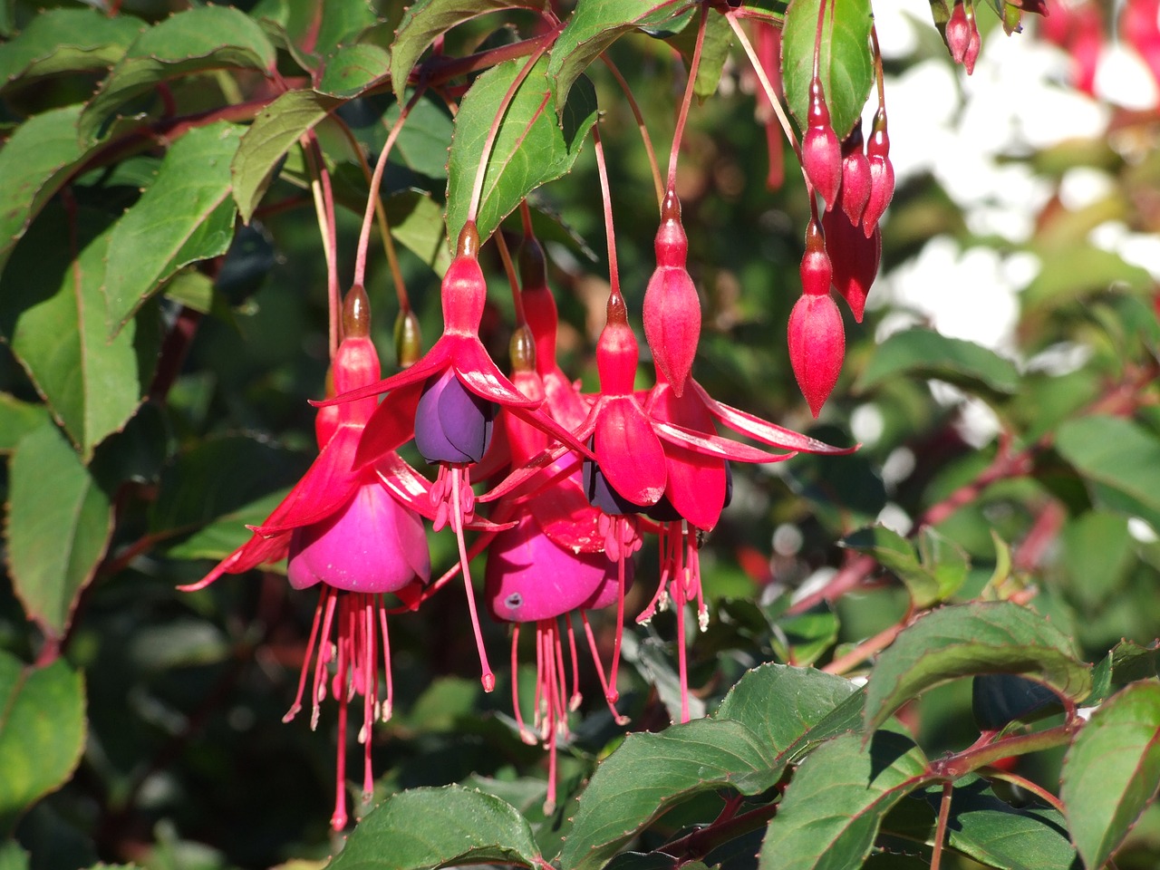 flower tree gar free photo