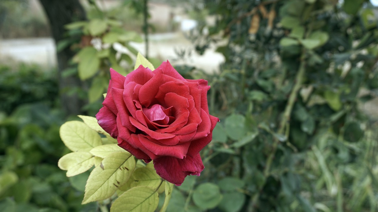 flower rosa red rose free photo