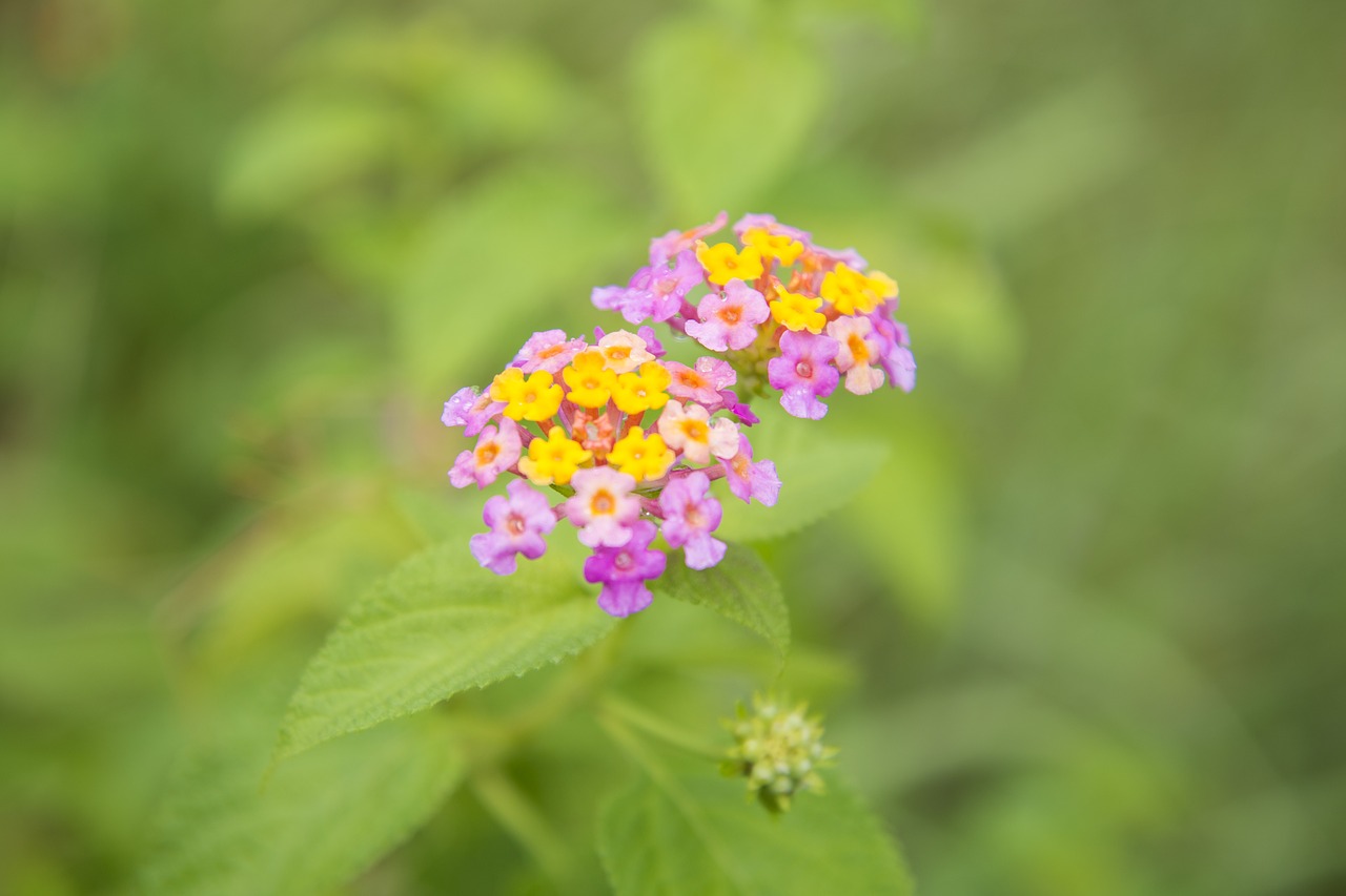 flower blossom pink free photo