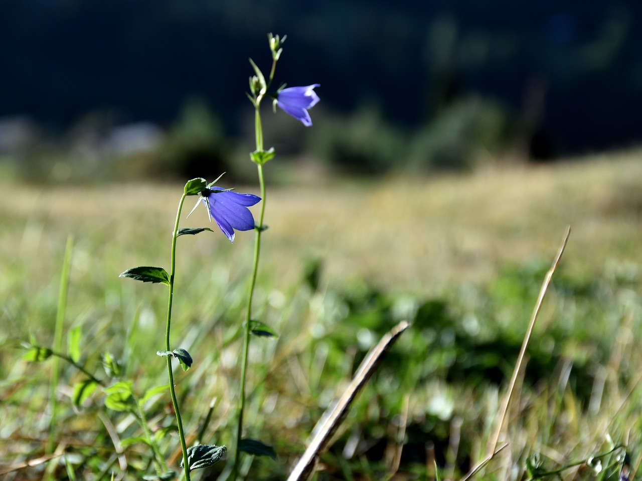 flower meadow blue free photo