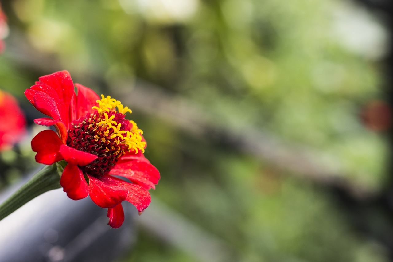 zinnia flower red free photo