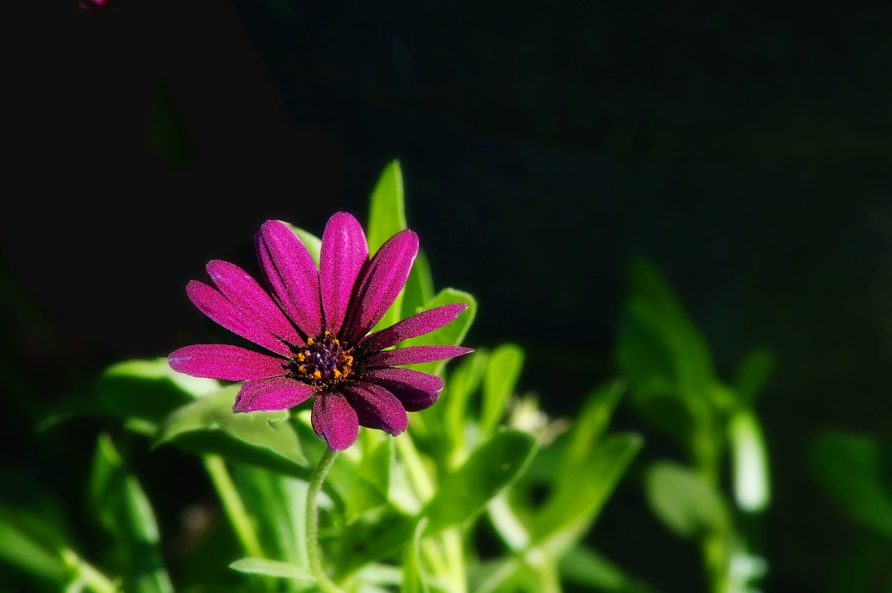 flower purple nature free photo