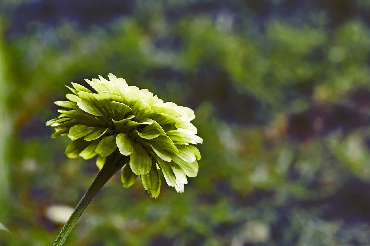 flower green nature free photo