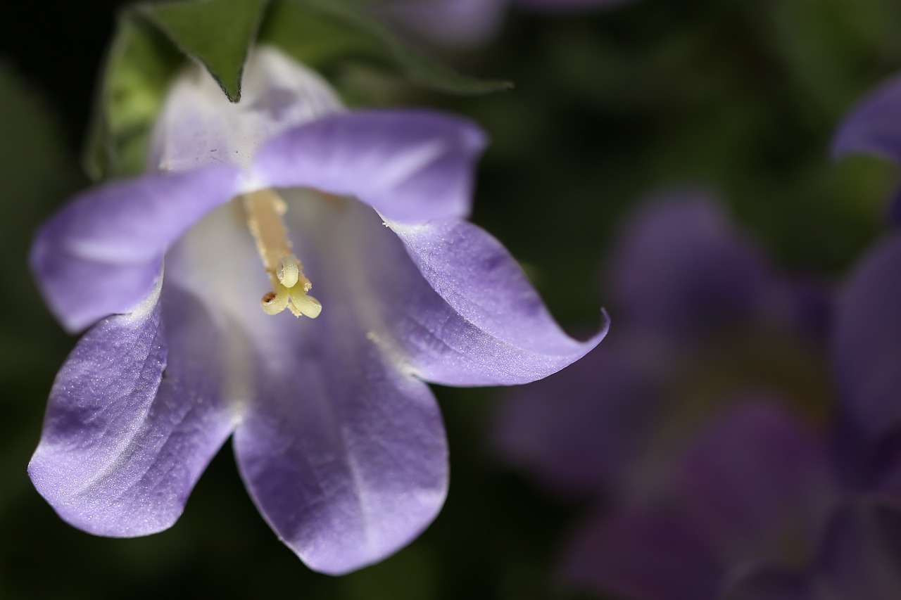 flower purple purple flower free photo