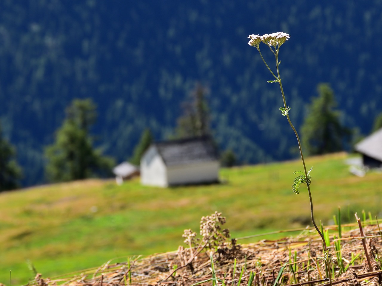 flower meadow landscape free photo