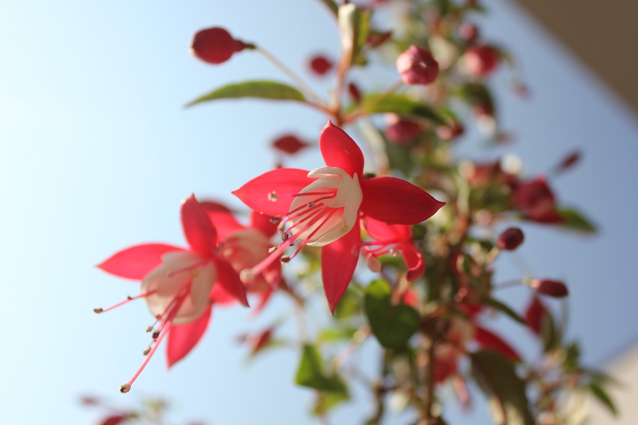 flower red red flower free photo