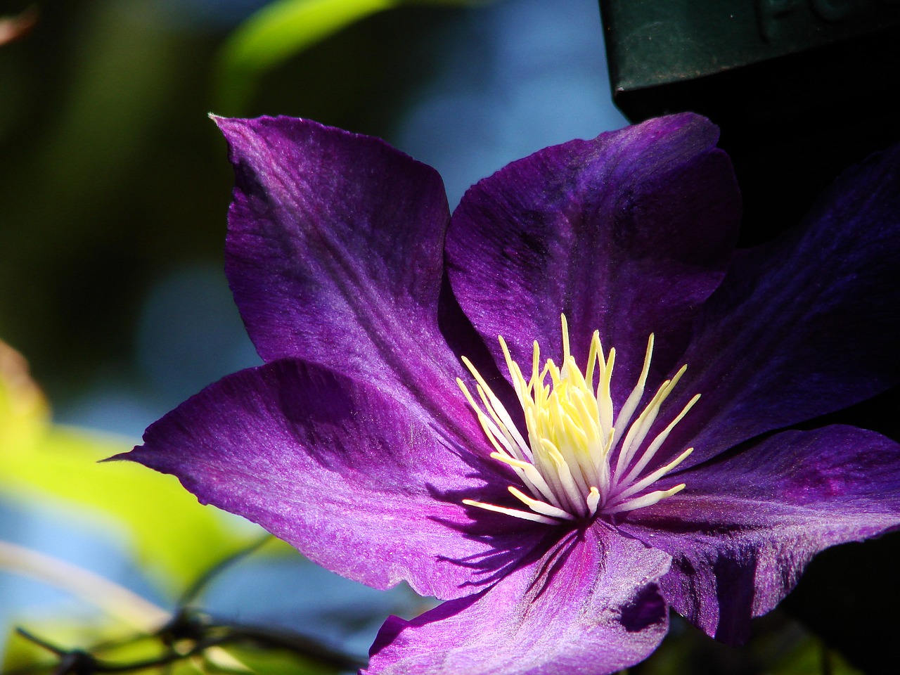 flower clematis plant free photo