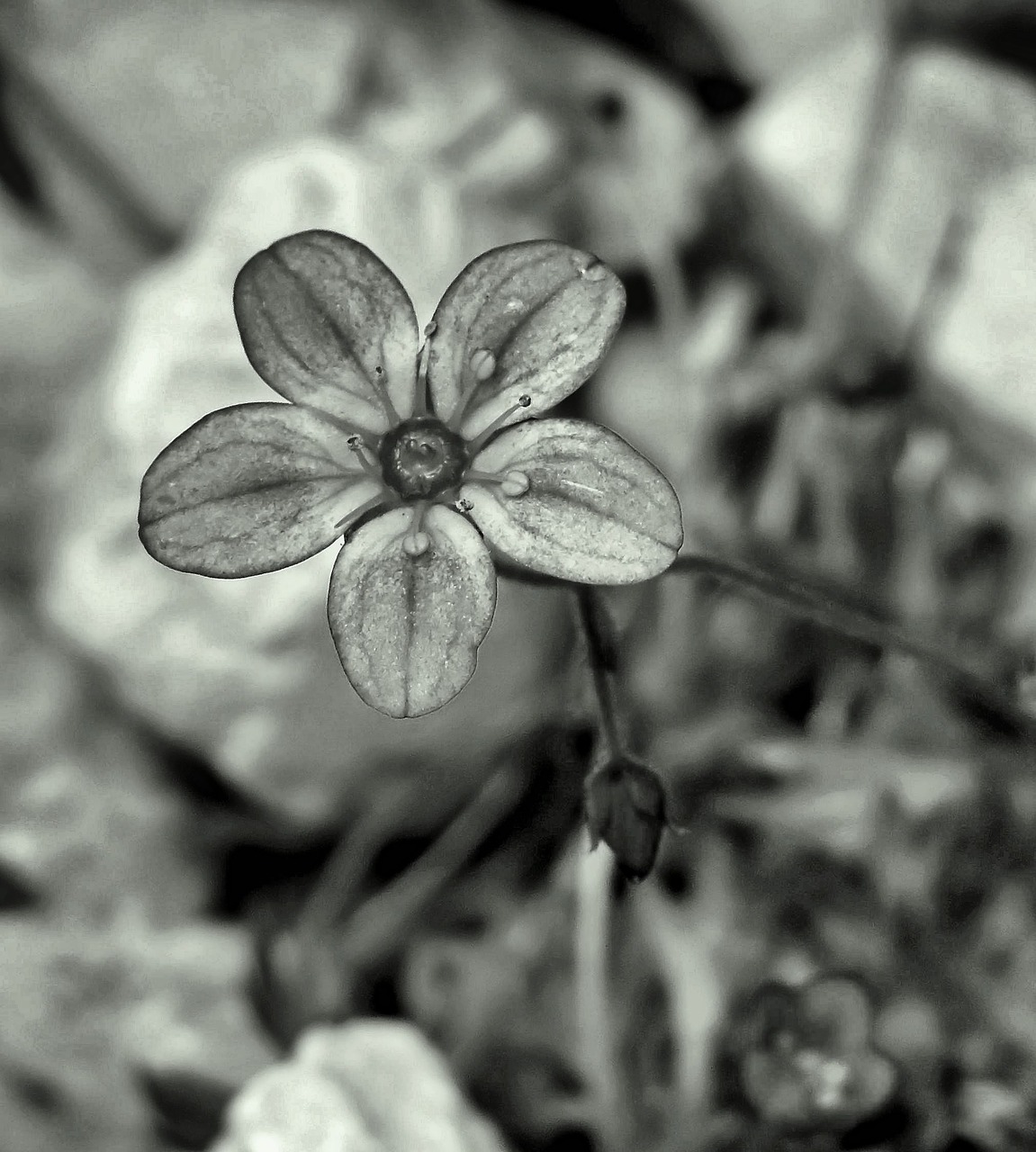 flower fragile grey free photo