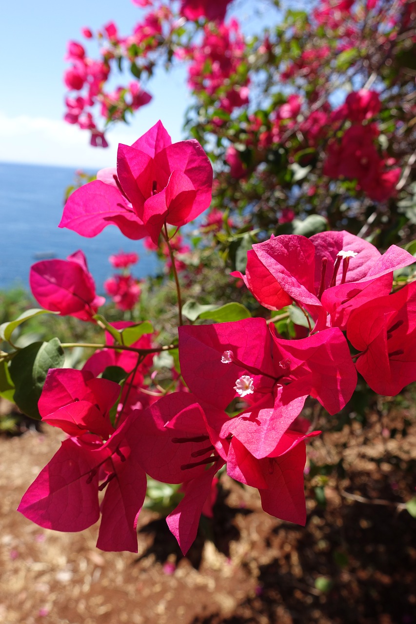 flower madeira portugal free photo