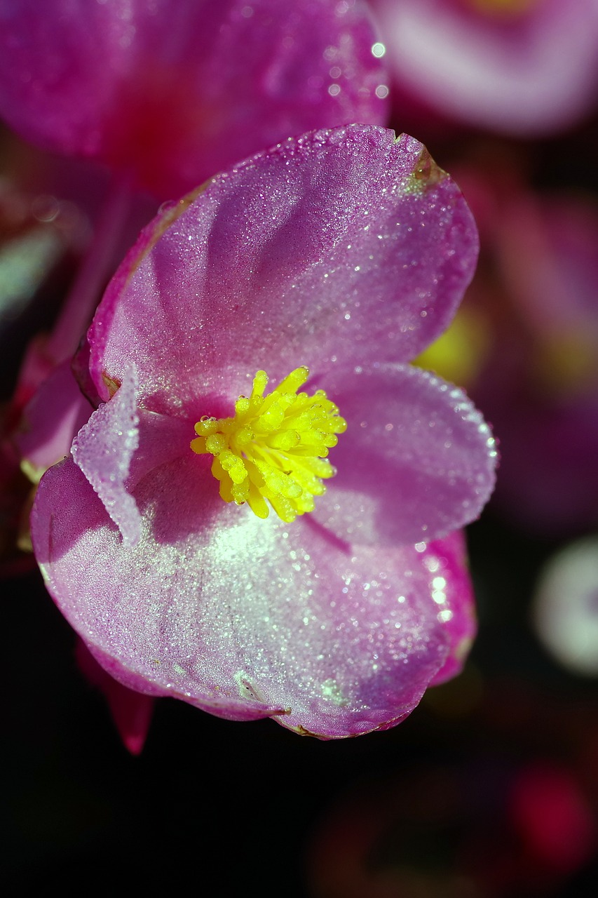 flower lilac pink free photo