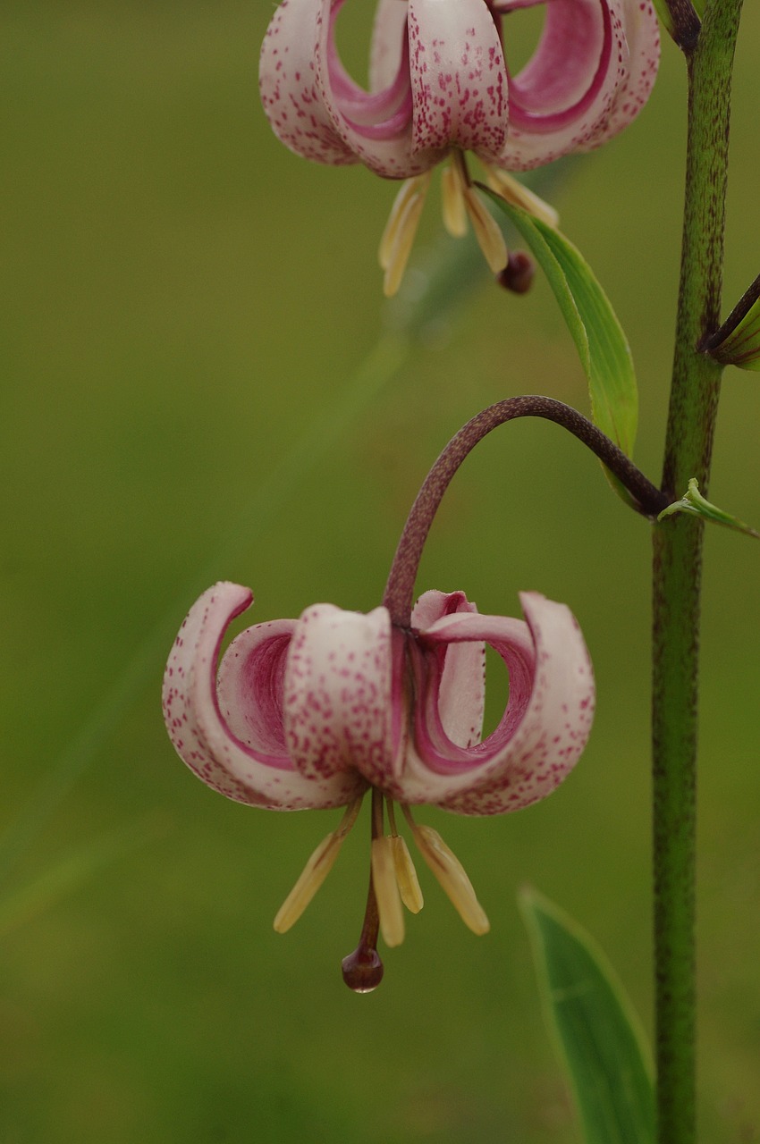 blossom bloom martagon lily free photo