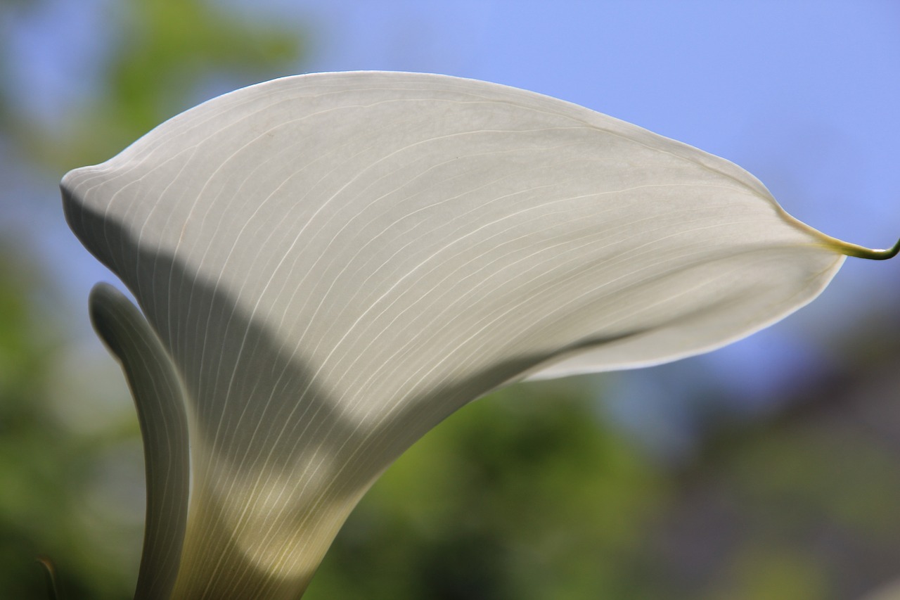 calla flower white free photo