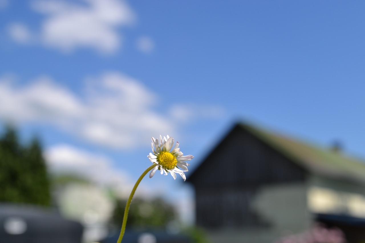 flower foliage leaf free photo