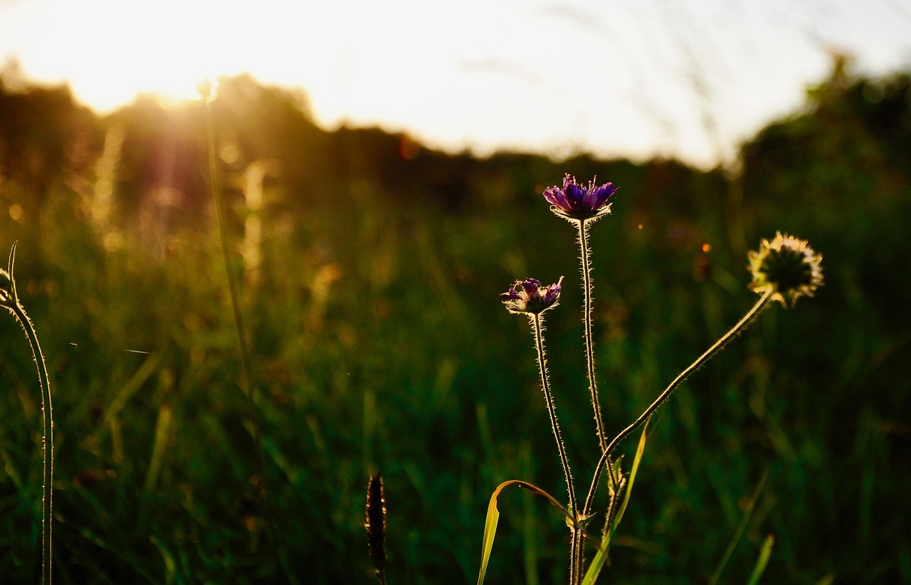 flower insect nature free photo