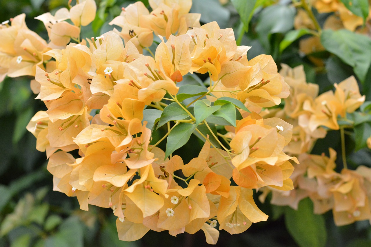 bougainvillea flowers orange free photo