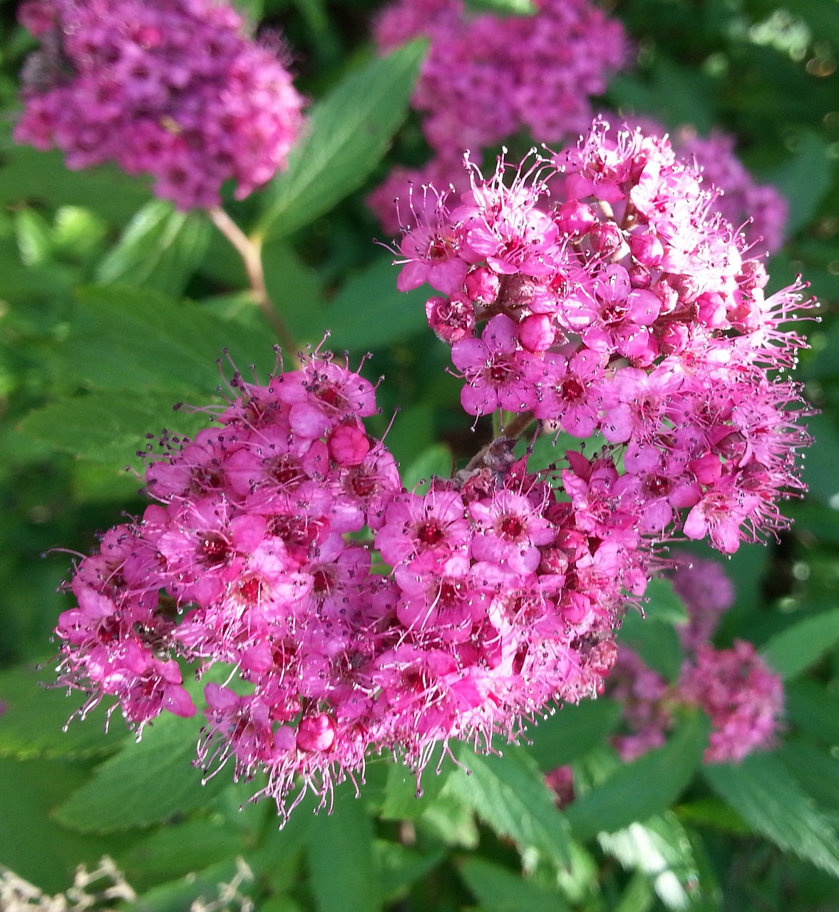 flower plant summer free photo