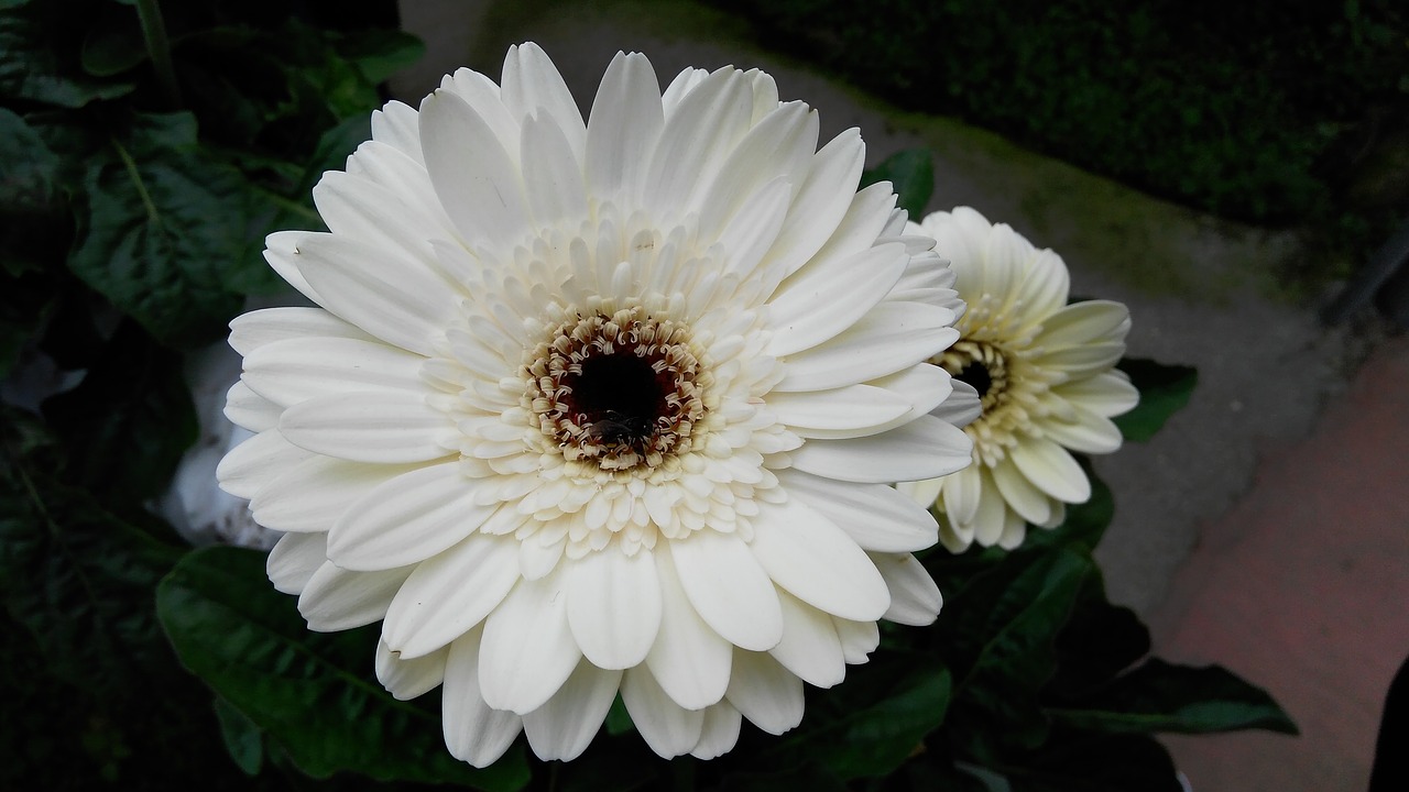 flower gerbera white free photo