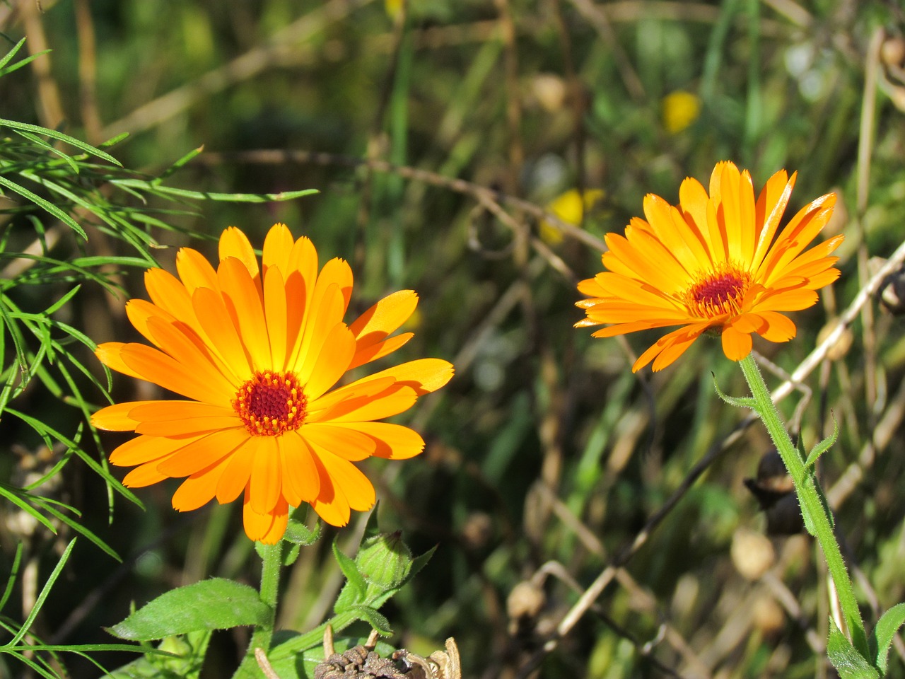 flower yellow nature free photo