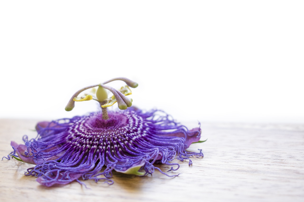 flower passion flower purple free photo