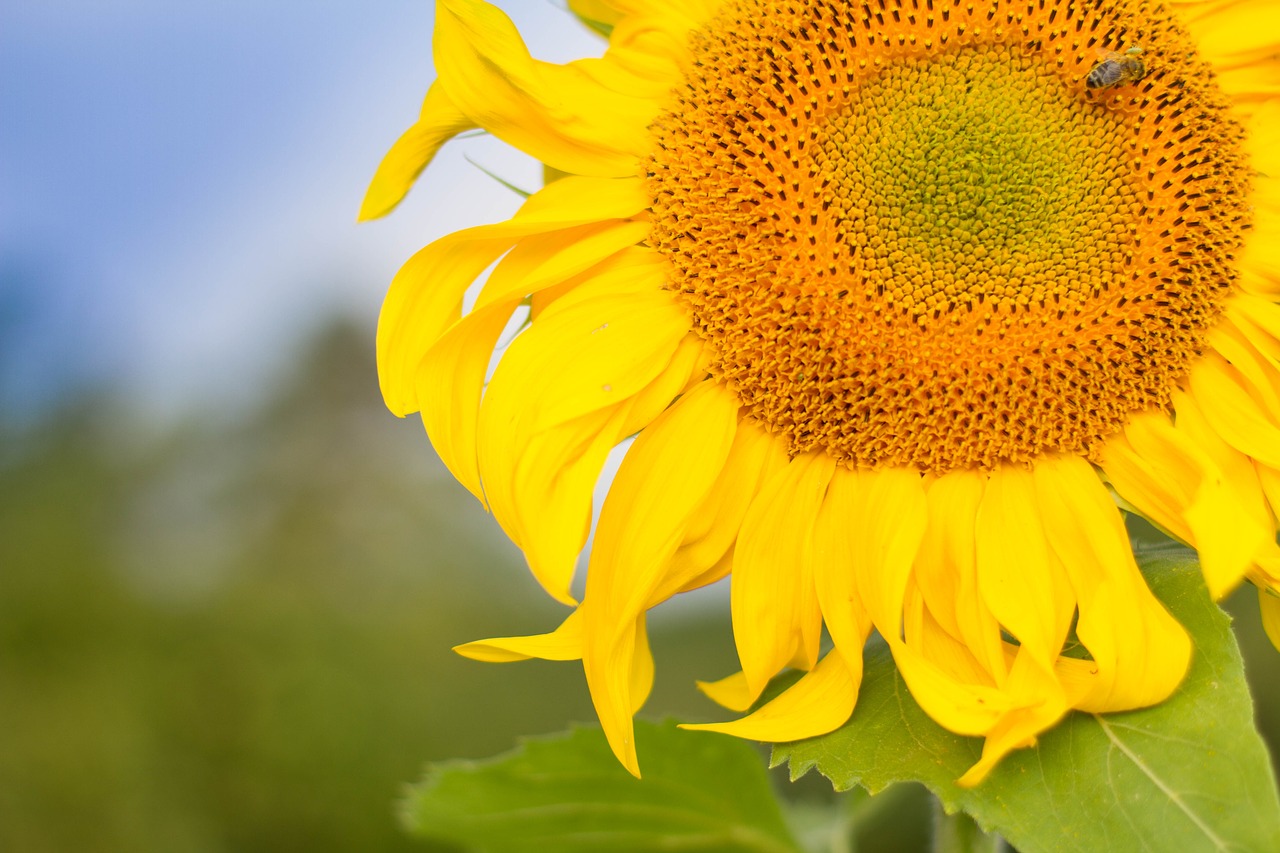 flower sunflower yellow free photo