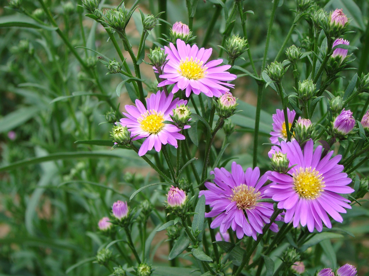 flower purple daisy free photo