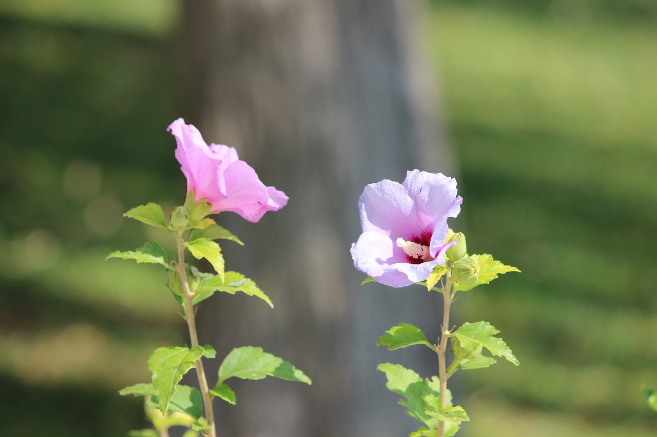 flower plant perennial free photo