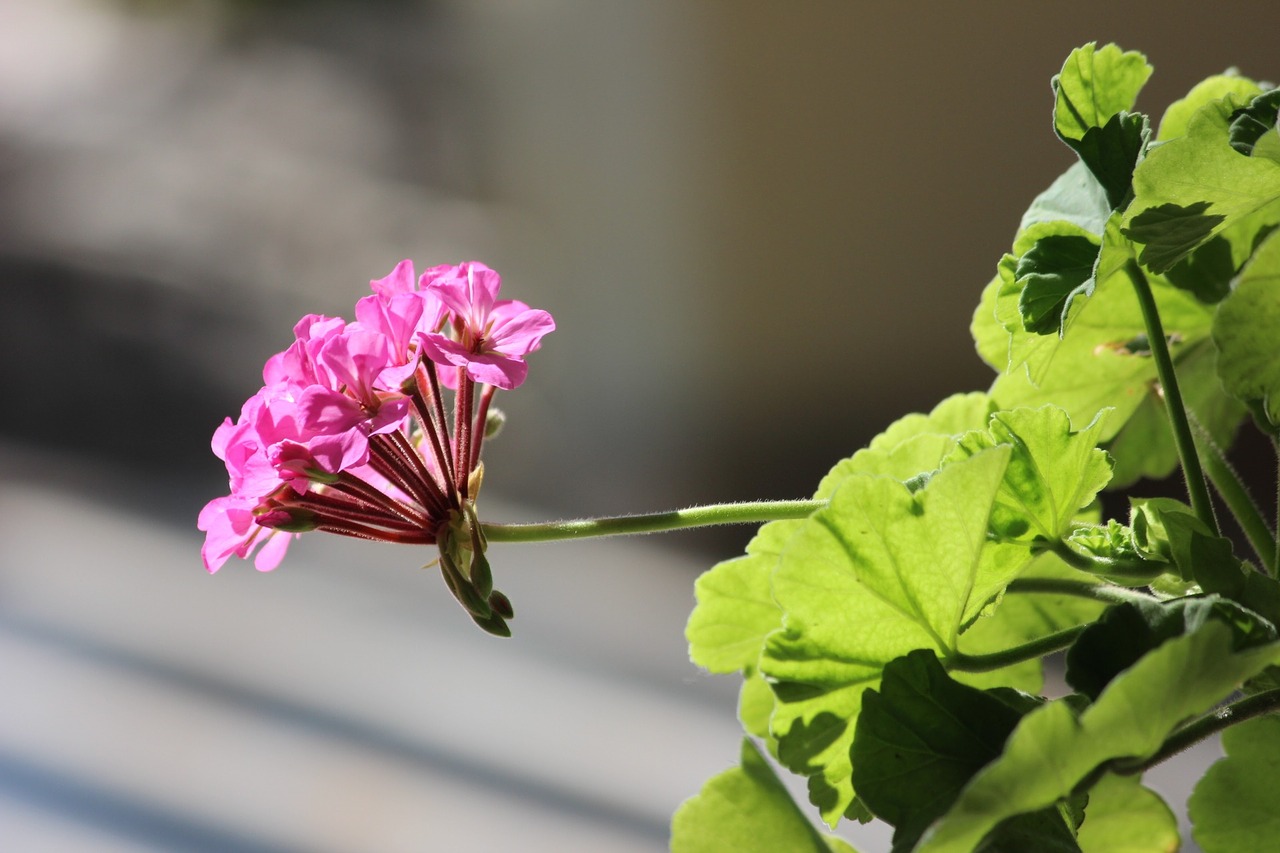 flower concerning plant free photo